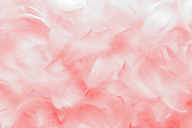 美丽柔软的粉红色羽毛图案纹理背景。天鹅的羽毛。情人节卡片图片下载