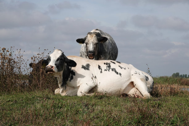 这是一张令人愉快的低角照片，一头黑白相间的奶牛躺在草地上，另一头奶牛从后面凝视着相机。图片下载