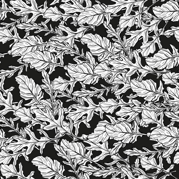 芝麻菜模式。辣的意大利调味料图片下载