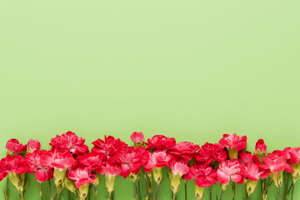 红色的康乃馨在绿色的背景上镶边。俯视图，复制空间图片下载