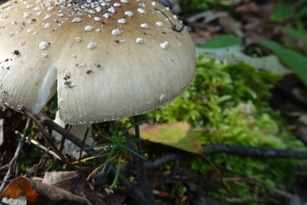树蘑菇在木头里图片下载