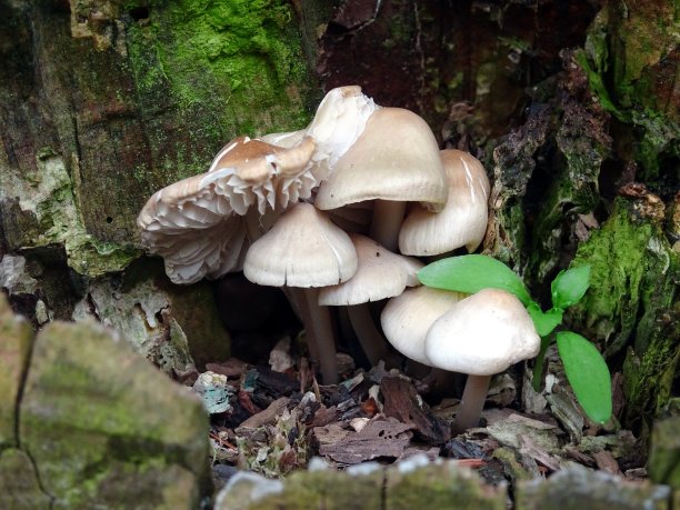 树蘑菇在木头里图片下载