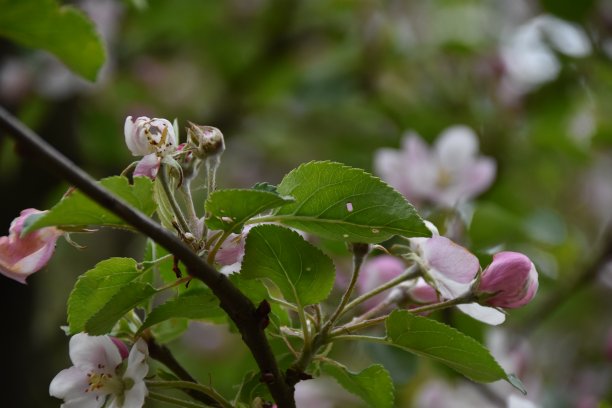 粉红色的苹果的花。图片下载