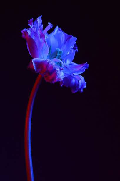 浅蓝色和粉红色的郁金香花图片下载