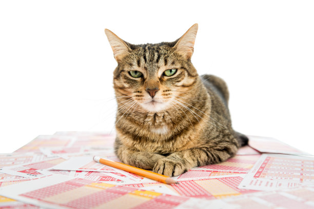 彩票的猫图片下载
