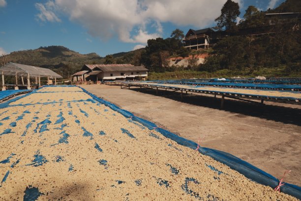 咖啡生产，生咖啡豆在自然阳光下干燥，泰国江莱图片下载