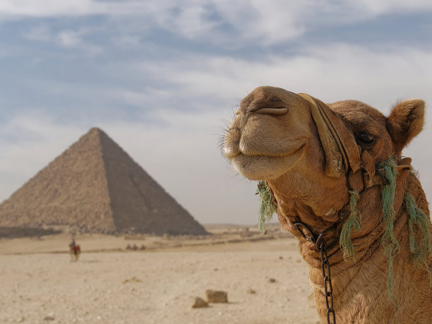 骆驼与金字塔背景的特写图片下载