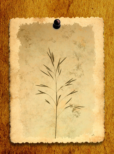 的照片图片下载