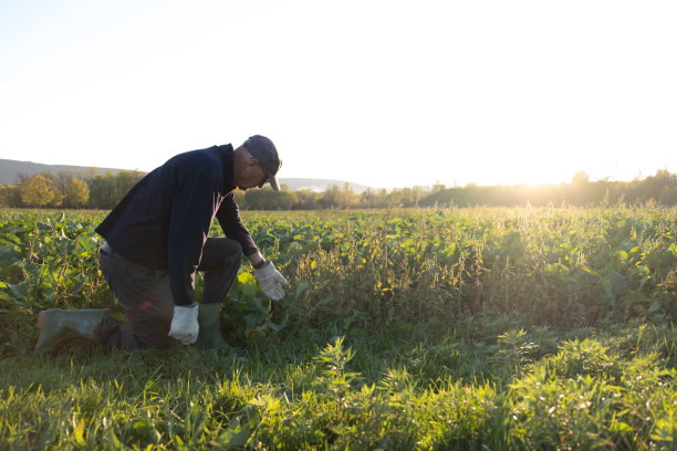 农夫在检查他的卷心菜叶田图片下载