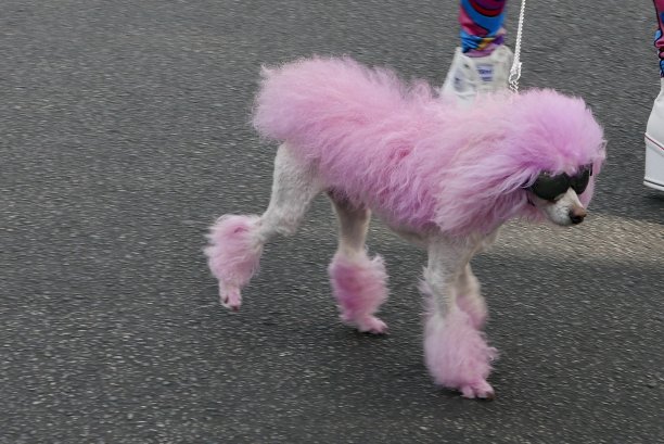 贵宾犬从人群中脱颖而出图片下载