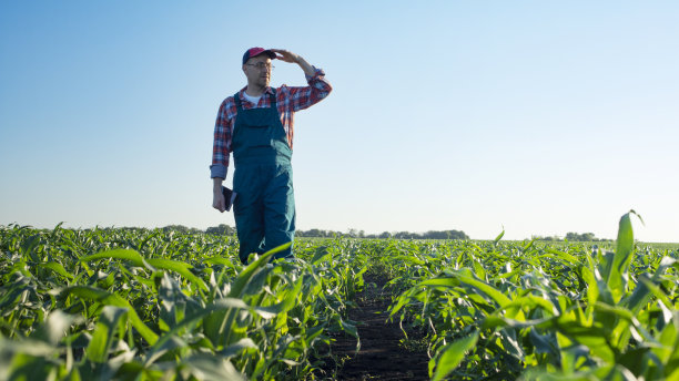 日落时分，在乌克兰的某个地方，一名中年白人农场工人沿着玉米秆走在田间图片下载