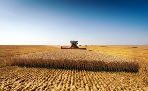 在阳光明媚的夏日里，在田野里收割小麦。图片下载