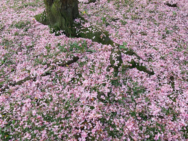 树下粉红色的樱桃叶图片下载