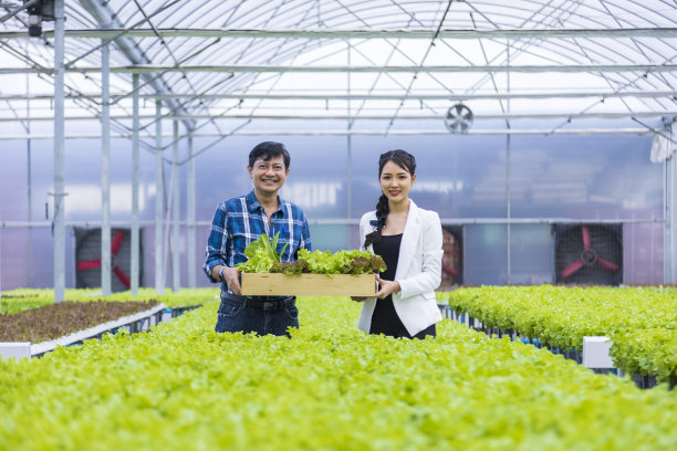 亚洲当地农民在温室中种植自己的绿色橡树沙拉生菜，采用有机的水培水系统，为家庭自己的生意图片下载