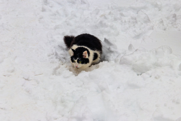 可爱的黑白猫在白雪皑皑图片下载