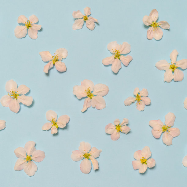 盛开的苹果花浅蓝色柔和的背景。美丽的春天布局，妇女节或母亲节的概念。平躺，顶视图，文本的拷贝空间图片下载