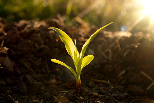 在有机农场中播种玉米图片下载