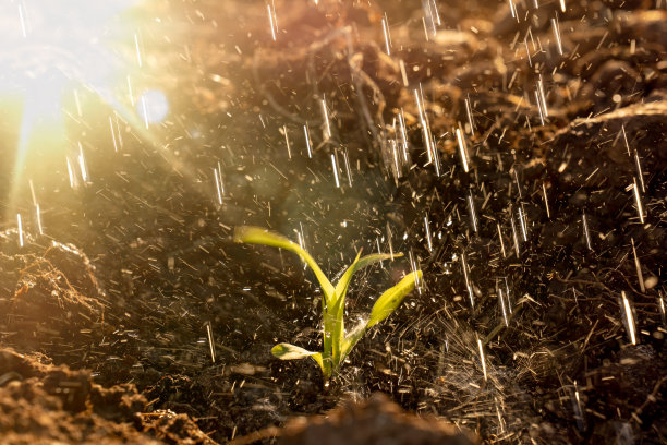 在有机农场中播种玉米图片下载