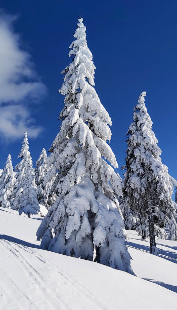 冬天的童话图片下载