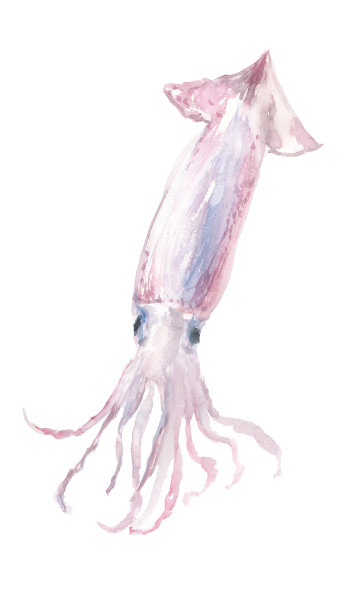 用水彩画的鱿鱼插图图片下载