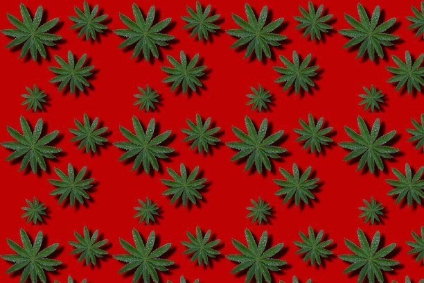 露豆花的叶子上有露珠，用于装饰礼品和装饰图案上的红色背景。无缝图案的照片图片下载