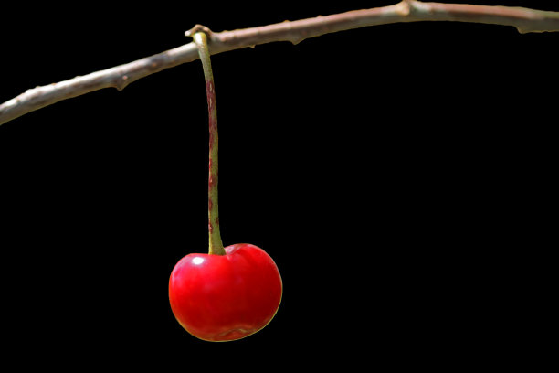 挂在树枝上的一个成熟的樱桃浆果。图片下载
