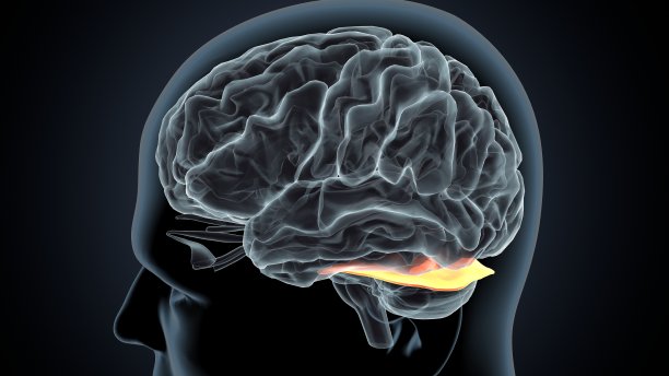 人体大脑内部解剖的3d插图图片下载