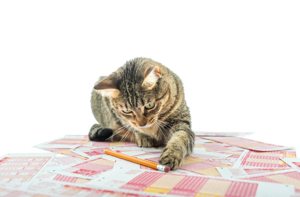 彩票的猫图片下载