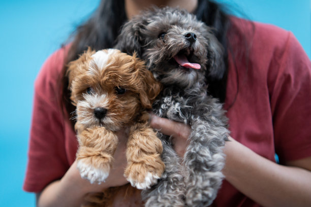 亚洲主人带着两只小狗，狮子狗玩具和宠物狗看着相机图片下载