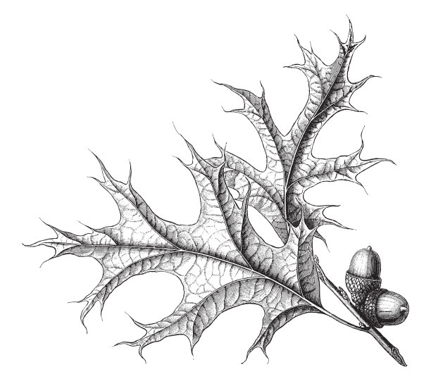 猩红橡木(栎树)-复古雕刻插图图片下载