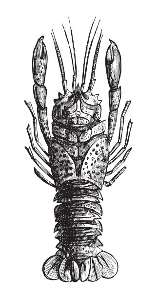 龙虾(三叠纪时期)-复古雕刻插图图片下载