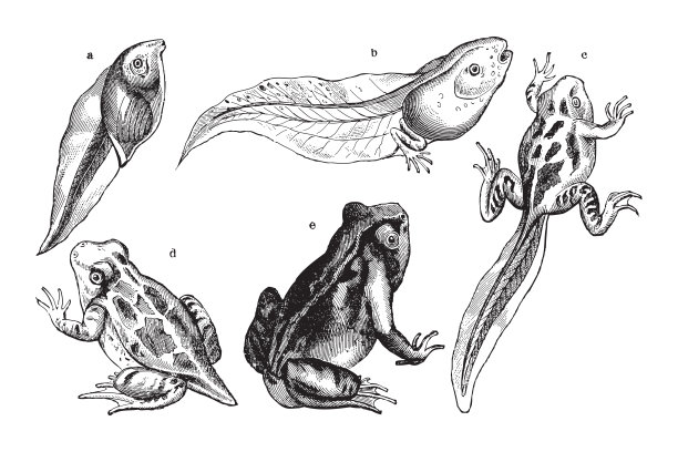 青蛙成长的fase -古董雕刻插图图片下载