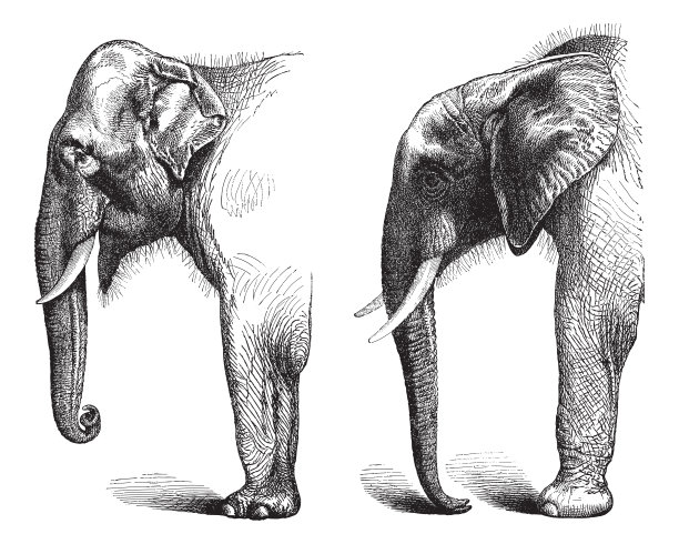 左为印度象(大象maximus indicus)，右为非洲象(Loxodonta africana) -老式雕刻插图图片下载
