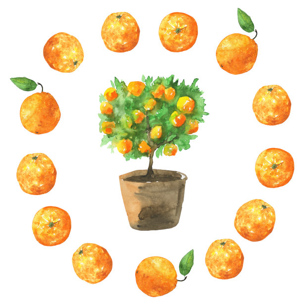 柑橘树在棕色陶罐与花环柑橘果实孤立在白色背景。水彩手绘插图的柑橘家树。剪贴画印刷，封面，菜单，食品设计。图片下载