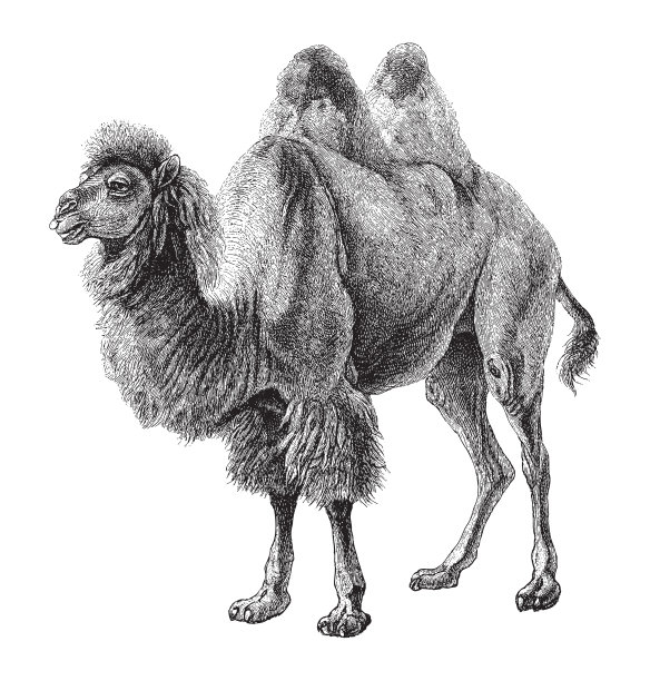 双峰驼(Camelus bactrianus) -老式雕刻插图图片下载
