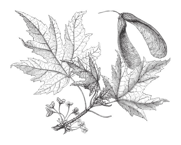 银叶枫(糖槭)-复古雕刻插图图片下载