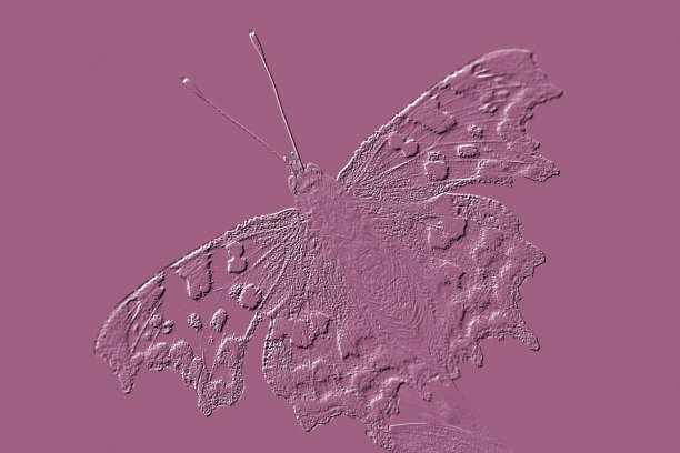 一个逗号(Polygonia C-Album)的数字浮雕图像蝴蝶图片下载
