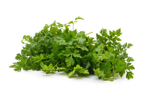一束绿色的欧芹。图片下载