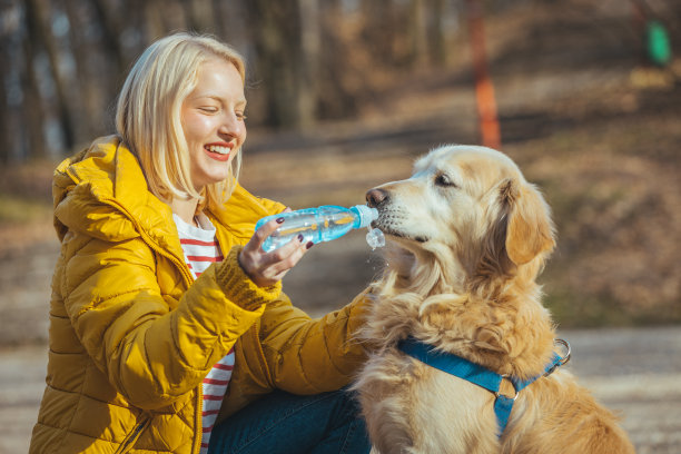 狗从瓶子里喝水。图片下载