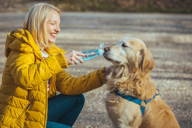 狗从瓶子里喝水图片下载