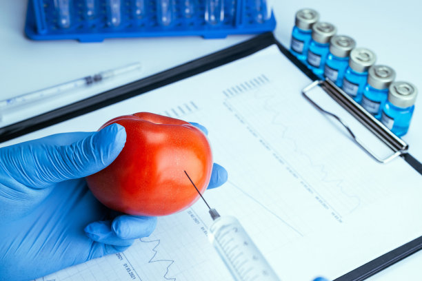 转基因食品的修改。科学家将液体从注射器注入红番茄。转基因食品的概念。图片下载