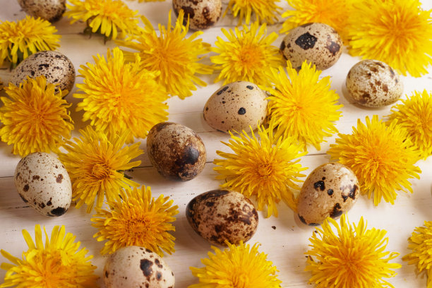 快乐的复活节贺卡与春天黄色的蒲公英花和复活节鸡蛋在乡村白色木制背景。创造性的框架边界快乐复活节卡片与文本空间。最小的复活节的概念。图片下载