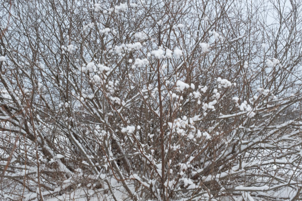美丽的白雪覆盖的灌木丛里。冬天的风景。雪花的冬季图片海报，日历，邮件，屏保，壁纸，明信片，卡片，横幅，封面，标题图片下载