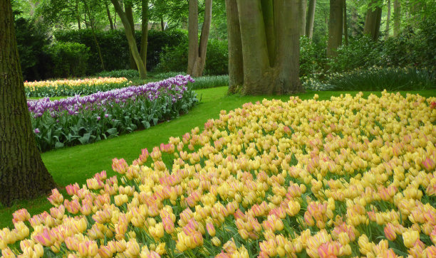 荷兰库肯霍夫公园的郁金香图片下载