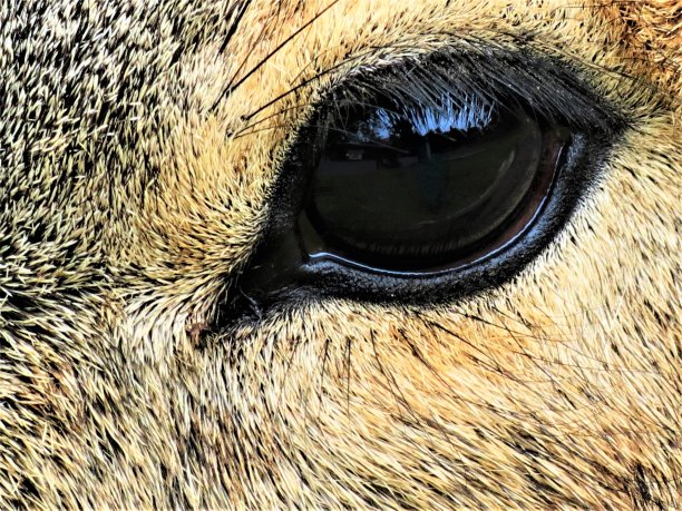 动物的大眼。巴塔哥尼亚豚鼠(Dolichotis patagonum)。图片下载