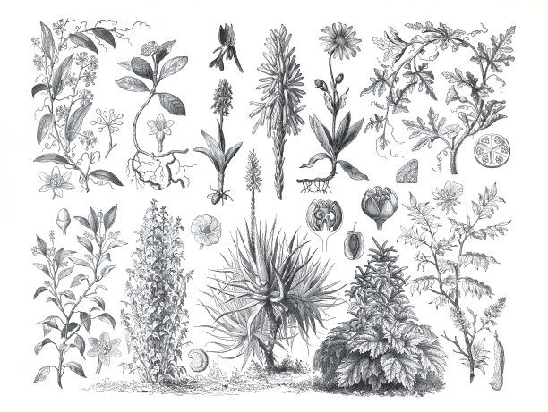 药用植物的复古插画。一套手绘的药用植物。植物雕刻元素。野花。健康的生活方式。图片下载