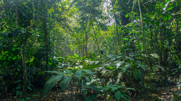 深热带丛林景观墙纸中美洲的观点。图片下载