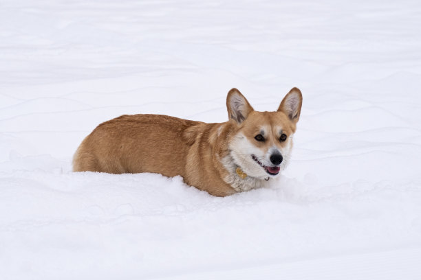 雪地里的狗。俄罗斯的冬天图片下载