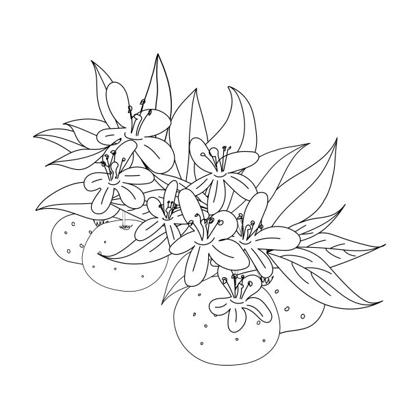 一个开花的树枝与花和桔子的向量插图。黑白涂鸦风格图片下载