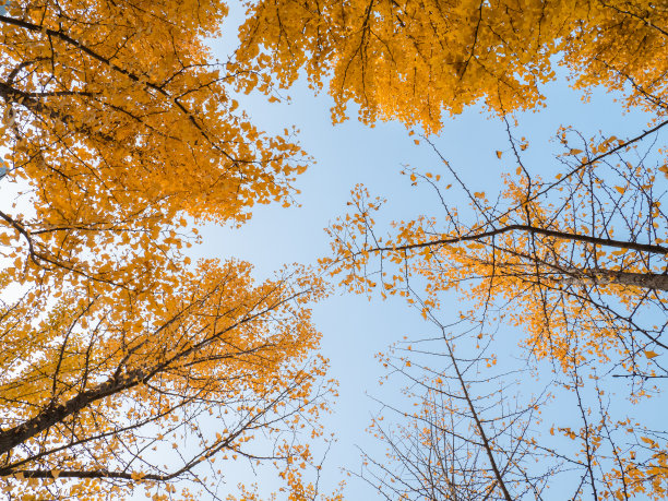 秋季银杏叶背景图片下载